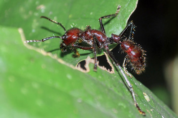 hormiga Amazonas