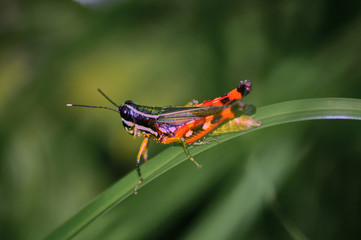 saltamontes Amazonas
