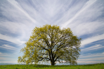 tree with sky