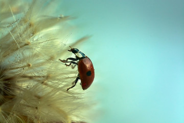  closeup of a ladybug on a dandelion