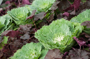 Naklejka premium Closeup of salad plantation in a greenhouse