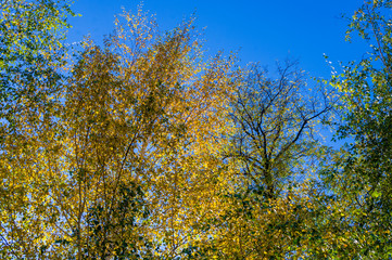 Autumn urban landscape on a Sunny day - yellow autumn trees in the Park, colorful red and orange leaves, and bright sky with clouds