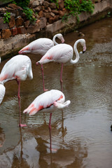 Beautiful pink flamingo in the zoo..