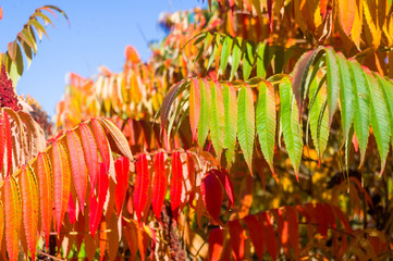 Autumn red and yellow colors of the Rhus typhina, Staghorn sumac, Anacardiaceae, leaves of sumac on blue sky.