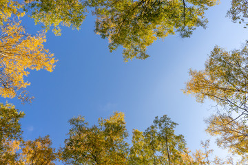 Beautiful natural frame from autumn, yellowing trees. Blue sky through bright foliage. Look up, copy space.