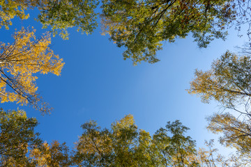 Beautiful natural frame from autumn, yellowing trees. Blue sky through bright foliage. Look up, copy space.