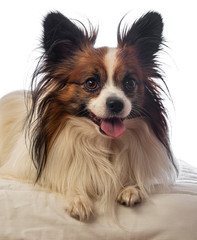 cute papillon dog close up