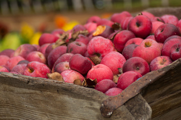 Closeup of organic red apple pile in a  wooden box