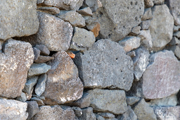 Lézard agame des colons caché entre les roches volcaniques
