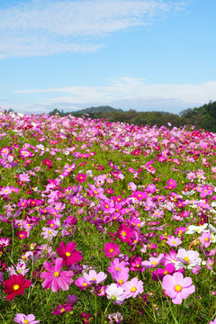 内山牧場のコスモス畑 © sunftaka77