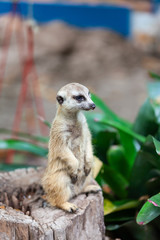 suricate, meerkat in the zoo park.