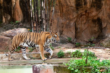 The tiger in the zoo looks at the electric wire, looking for a way out of the cage.