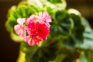 Lovely pink Pelargonium Geranium flowers, close up