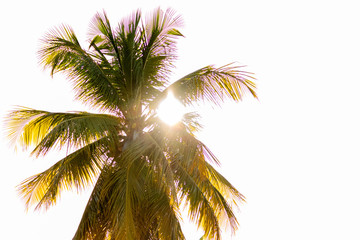 Naklejka na ściany i meble palm tree on background of blue sky