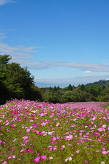 内山牧場のコスモス畑