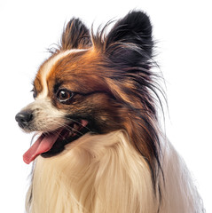 cute papillon dog close up