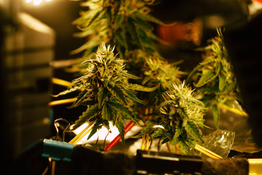 Close up flowers of cannabis indica sativa autoflowering. Medical marijuana buds. Somango strain, THC, CBDgrown. 