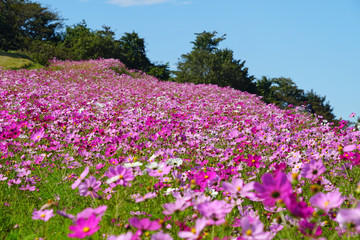 内山牧場のコスモス畑