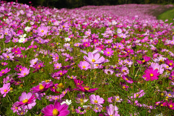 内山牧場のコスモス畑