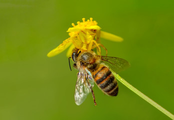 Crab spider feasting on bee. Macro photo