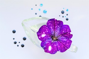 Purple speckled (as if space) Petunia flower Bud in a transparent jar on a white background with dots of light blue and dark blue color