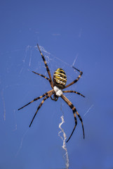 Yellow Wasp Spider Argiope bruennichi on cobweb on a blue sky background	