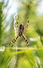 Yellow Wasp Spider Argiope bruennichi on cobweb on a green grass background