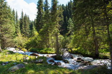 Stormy river high in the mountains. Bright summer landscape. Tall spruce and green grass. Kyrgyzstan Beautiful landscape.