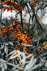 Orange berries in autumn
