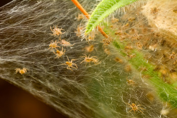 Close up  beautiful spiders  - Stock Image 