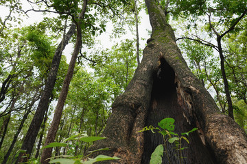 Hollow tree in the forest.