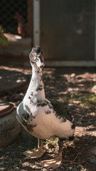 Portrait of a duck. A bird stands under a tree and rests. Poultry farm