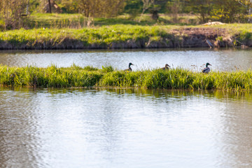 Kleine Weiher mit drei Enten