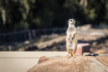 Meerkat (Surikate) standing guard.