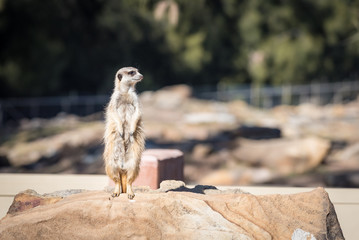 Meerkat (Surikate) standing guard.
