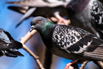 Pigeon birds standing together with friends.Pigeons sitting.Isolated pigeons.Portrait of birds