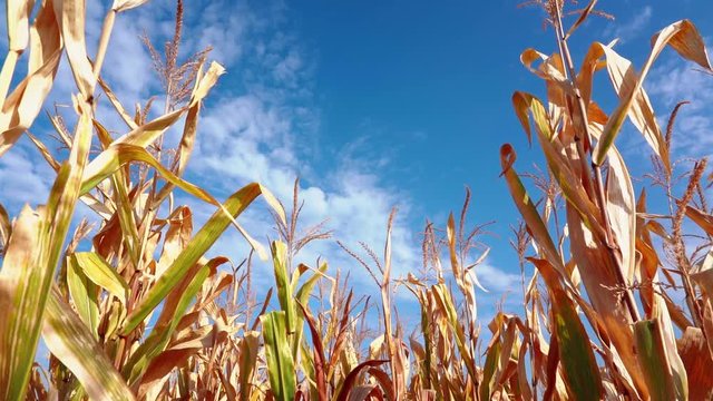 Moving through corn stalks in farmers field. Steadycam amongst crops on hot summer day. Deep inside organic maize field.