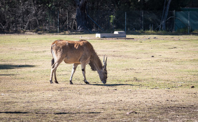 Obraz premium Blackbuck