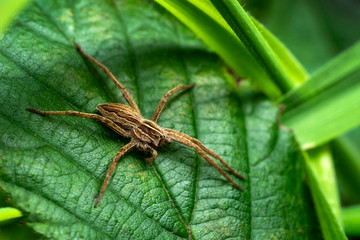 Wolf spider which waits in ambush to catch its prey