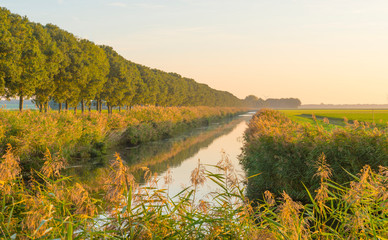 Canal with reed in a rural landscape in sunlight below a blue sky at sunrise in autumn