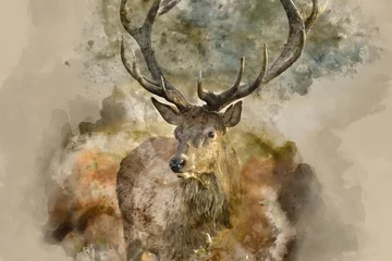 Foto op Plexiglas Hert Digitale aquarel van mooie rode herten hert Cervus Elaphus met majestueuze geweien in herfst herfst boslandschap