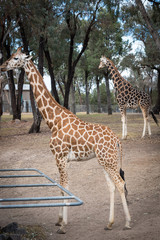 Obraz premium Giraffe eating.