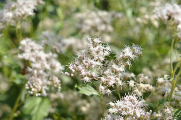 フジバカマ　花