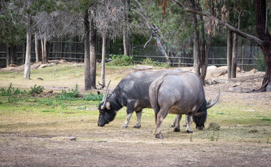 Obraz premium Water Buffalo