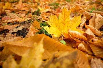 Fototapeta na wymiar Beautiful yellow, orange and brown autumn leaves of a maple tree and a chestnut tree are covering the ground of a meadow in Germany