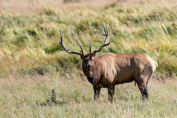 Naklejka na ściany i meble Bull Elk at Rocky Mountain National park