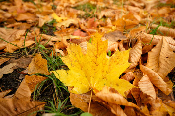 Beautiful yellow, orange and brown autumn leaves of a maple tree and a chestnut tree are covering the ground of a meadow in Germany