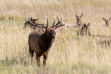 Naklejka na ściany i meble Bull Elk in Rocky Mountain National Park