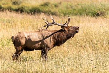 Naklejka na ściany i meble Bull Elk in Rocky Mountain National Park