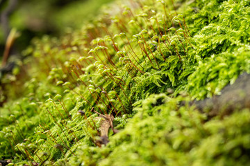 Moss #1